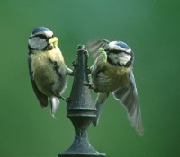 Pair of tits